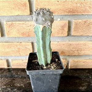 Cacto Pyrrhocactus Vertongenii Enxertado Pote 11