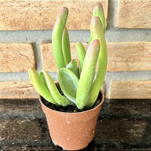 Kalanchoe Luciae Oricula Pote 11