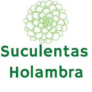 Pedido Personalizado 5 Suculentas