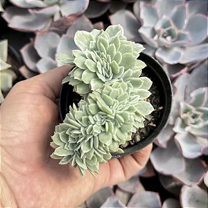 Echeveria Lemon Lime variegata cristata pote 9
