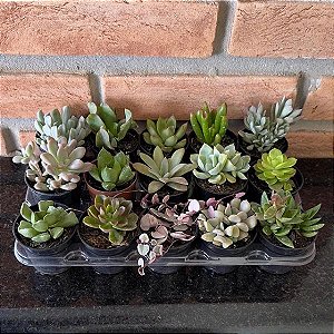 Pedido personalizado 250 unidades suculentas