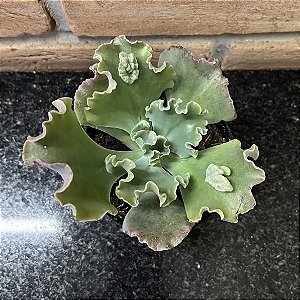 Echeveria Verrugas Pote 11