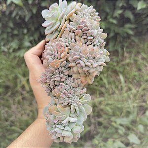 Echeveria Venezuelensis Cristata Pote 11