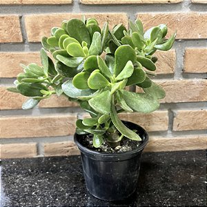 Crassula Ovata Jade pote 15