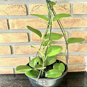 Hoya Australis - Cuia 21