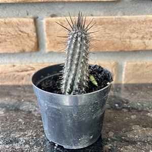 Setiechinopsis Mirabilis - pote 9