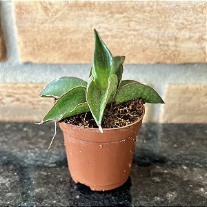 Sansevieria Cylindrica Twister - Pote 6