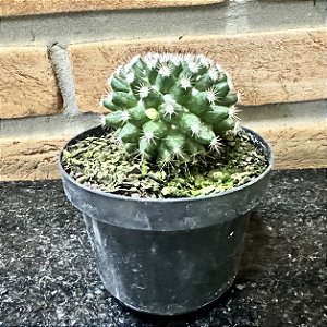 Cacto Mammillaria Mammillaris pote 11