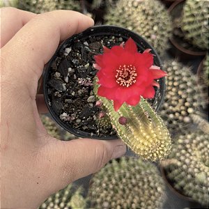 Cacto Lobivia Sylvestris Pote 9