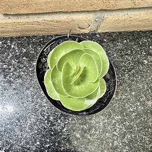 Portulaca Molokiniensis Pote 11