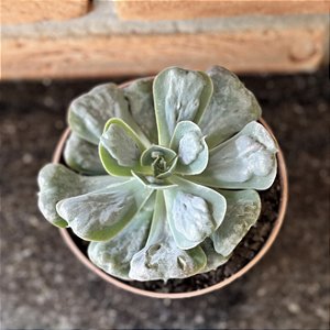 Echeveria Heart Delight - Pote 11