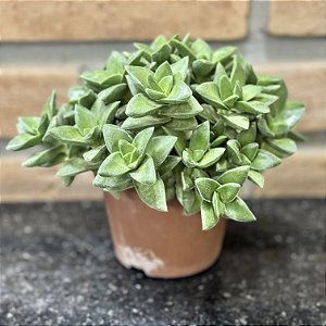 Crassula Springtime Colônia Pote 11