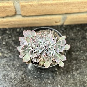 Echeveria Neon Breakers Cristata Pote 11