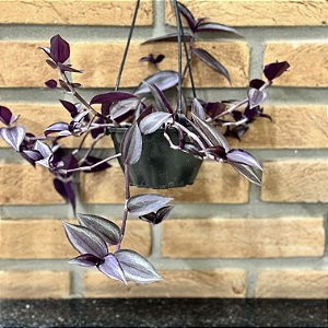 Tradescantia Zebrina (lambari Roxo) - Cuia 13