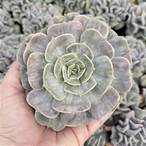 Echeveria Magic Ball pote 11