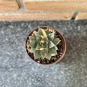 Echeveria Monocerotis variegata pote 9