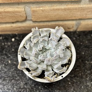 Echeveria Thriller Pearl cuia 13
