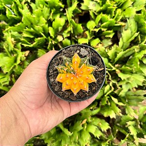Cacto Gymnocalycium Mihanovichii Variegata amarelo pote 9