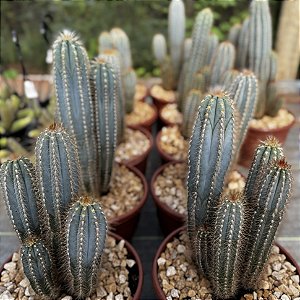 Cacto Azul colônia pote 20.