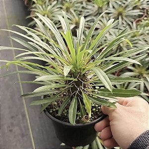 Palmeira de Madagascar Pote 14