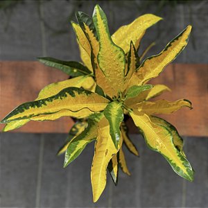 Croton Brasil Pote 17
