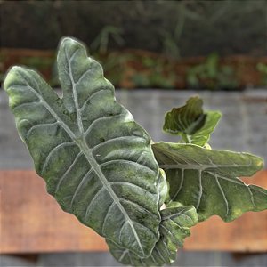 Alocasia Chantrieri Pote 12