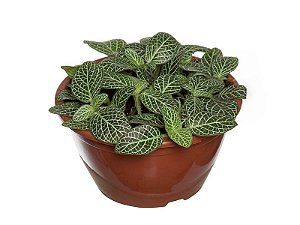 Fitonia Folha Fina Cuia 13