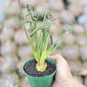 Albuca Spiralis pote 11