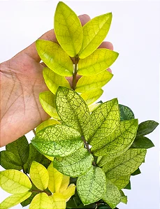 Zamioculca Chameleon Pote 15