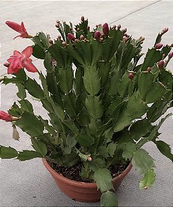 Flor de Maio Vermelha Cuia 21
