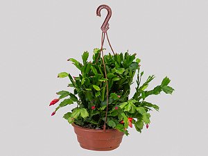 Flor de Maio Vermelha Cuia 21