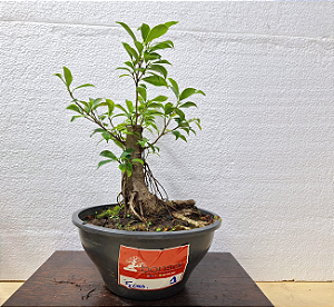 Ficus Microcarpa 1