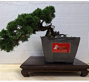 Shimpaku Kishu Regina Susuki