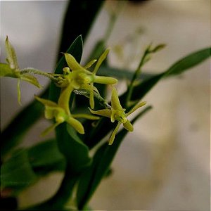 Orquídea Lanium avicula - Ad