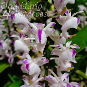 Orquídea Aerides Odorata x Lawrenciae - AD