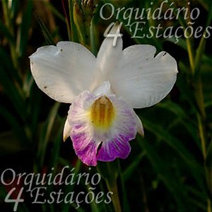 Orquídea Arundina graminifolia semi-alba - NBS