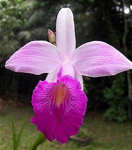 Orquídea Arundina bambusifolia tipo - 30/40 cm