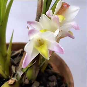 Orquídea Coelia bella (Botriochillus Bellus) - AD