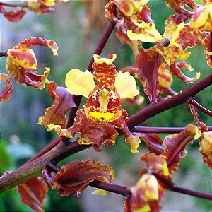 Orquídea Cyrtopodium saintlegerianum - 25cm