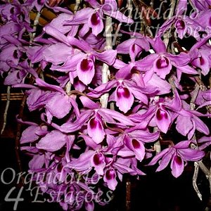 Orquídea Dendrobium anosmum rosa - Ad