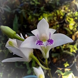 Orquídea Dendrobium kingianum semi-albo - NBS