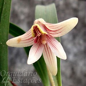 Orquídea Eria globifera - Adulta
