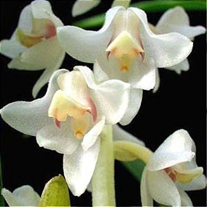 Orquídea Eria hyacinthoides - Adulta