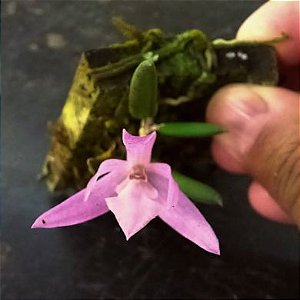 Orquídea Leptotes unicolor - Adulta