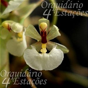 Orquídea Ornithophora radicans - Adulta