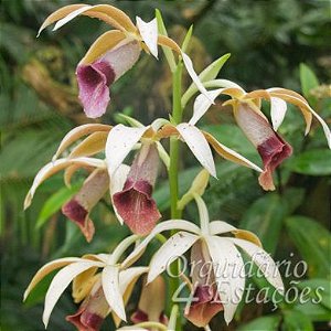 Orquídea Phaius tankervilleae - Orquidário 4 Estações - Orquídeas e Flores  Ornamentais