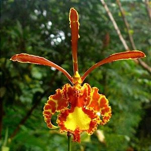 Orquídea Psychopsis papilio - 5cm