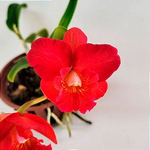Orquídea Sophrocattleya Love Red - Adulta