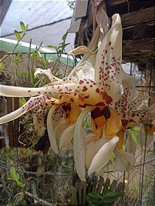 Orquídea Stanhopea tigrina - 15cm