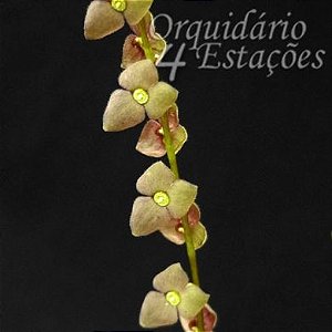 Orquídea Stelis argentata - Adulta